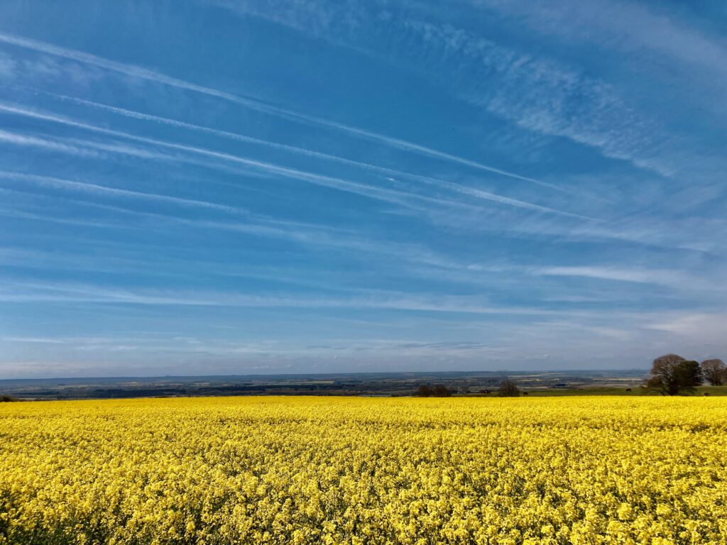 Blue Sky and Yellow Field